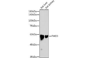 Western blot analysis of extracts of various cell lines, using FMO3 antibody (ABIN7267216) at 1:1000 dilution. (FMO3 antibody)