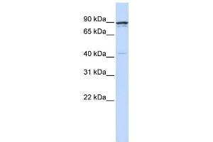 CCNT1 antibody (70R-10472) used at 0. (Cyclin T1 antibody  (N-Term))