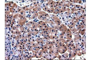 Immunohistochemical staining of paraffin-embedded pancreas using anti-PDX1 (ABIN2452675) mouse monoclonal antibody. (PDX1 antibody)