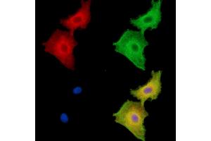 ABIN7096286 and ABIN7100348 staining  cells by IF/ICC.