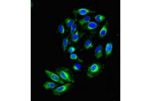 Immunofluorescent analysis of A549 cells using ABIN7157511 at dilution of 1:100 and Alexa Fluor 488-congugated AffiniPure Goat Anti-Rabbit IgG(H+L) (KIR2DS2 antibody  (AA 104-241))