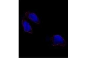Immunofluorescence analysis of OCT3(OCT4) antibody (N-term) (ABIN388788 and ABIN2839121) in HeLa cells. (OCT4 antibody  (N-Term))