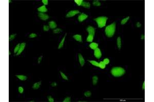 Immunofluorescence of purified MaxPab antibody to PA2G4 on HeLa cell. (PA2G4 antibody  (AA 1-394))