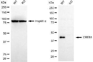 Western blotting analysis using CREB1 antibody (ABIN7797859). (CREB1 antibody)