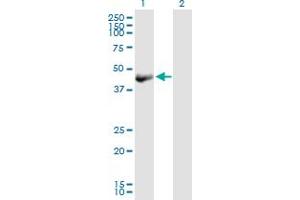 Western Blot analysis of OBFC1 expression in transfected 293T cell line by OBFC1 MaxPab polyclonal antibody.