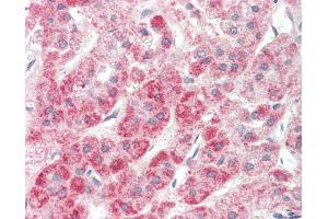 Anti-NPR2L / TUSC4 antibody IHC staining of human adrenal. (NPRL2 antibody  (N-Term))
