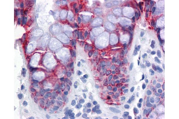 EPSTI1 antibody  (AA 1-101)