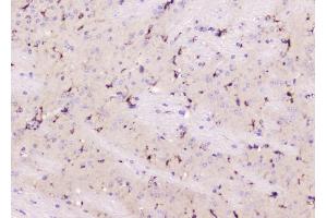 IHC analysis of ALDH1L1 using anti-ALDH1L1 antibody (ABIN7601093). (ALDH1L1 antibody  (AA 282-424))