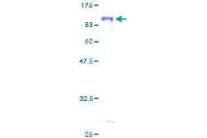 ASPSCR1 Protein (AA 1-553) (GST tag)