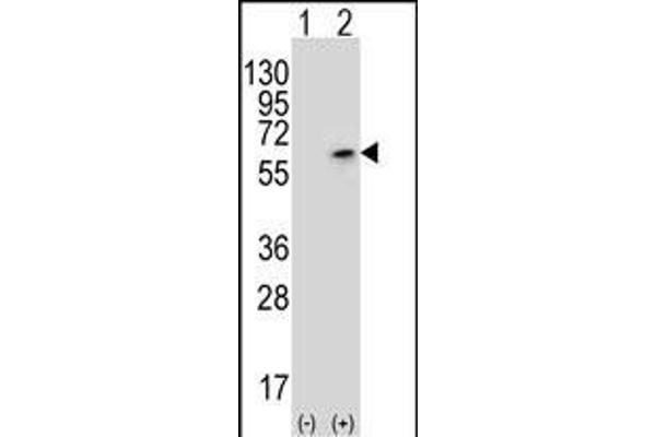 CDK18 antibody  (N-Term)