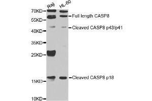 Western blot analysis of extracts of various cell lines, using CASP8 antibody (ABIN5974433) at 1/1000 dilution. (Caspase 8 antibody)