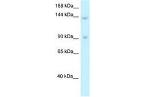 Image no. 1 for anti-Transcriptional Regulating Factor 1 (TRERF1) (AA 957-1006) antibody (ABIN6747657) (TRERF1 antibody  (AA 957-1006))