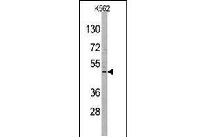 Western blot analysis of DRAGON (RGMB) Antibody in K562 cell line lysates (35ug/lane) (RGMB antibody  (C-Term))