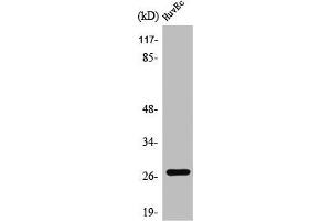 Western Blot analysis of HuvEc cells using PP32R1 Polyclonal Antibody (ANP32C antibody  (Internal Region))