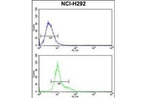 GSTO1 Antibody (Center) (ABIN389475 and ABIN2839537) flow cytometry analysis of NCI- cells (bottom histogram) compared to a negative control cell (top histogram).