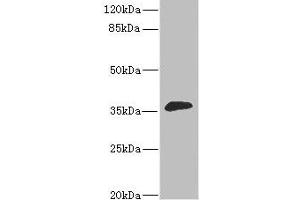 Western blot All lanes: DHDH antibody at 1. (DHDH antibody  (AA 1-334))