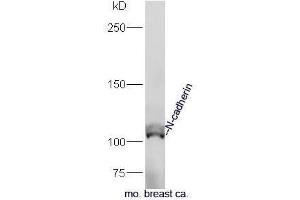 Mouse breast cancer lysates probed with Anti-N-cadherin Polyclonal Antibody, Unconjugated  at 1:5000 90min in 37˚C. (N-Cadherin antibody  (AA 701-800))