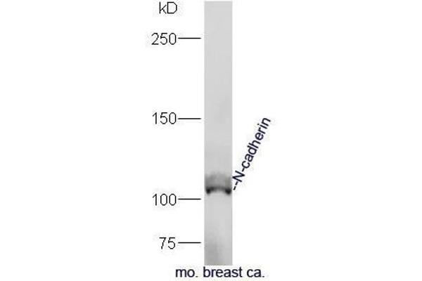 N-Cadherin antibody  (AA 701-800)