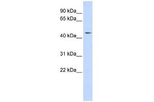 Western Blot showing INTS12 antibody used at a concentration of 1-2 ug/ml to detect its target protein. (INTS12 antibody  (N-Term))