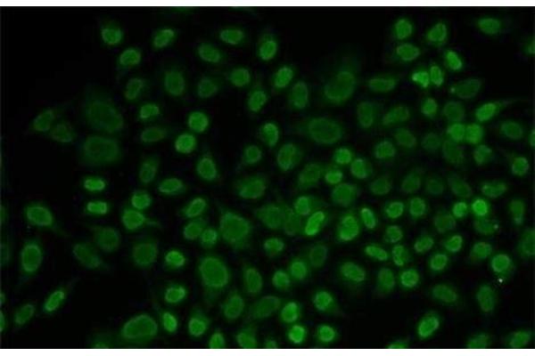 ARIP4 antibody