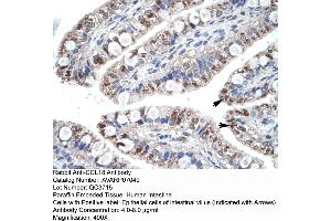 Human Intestine (CCL18 antibody  (Middle Region))