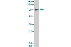 EXOC4 monoclonal antibody (M06), clone 4F1. (Sec8 antibody  (AA 1-109))