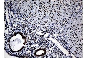 Image no. 2 for anti-Nibrin (NBN) (AA 461-754) antibody (ABIN1491540) (Nibrin antibody  (AA 461-754))
