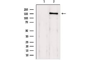 Western blot analysis of extracts from 293, using Brd4 Antibody. (BRD4 antibody  (N-Term))