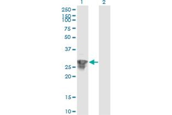 RSG1 antibody  (AA 1-258)