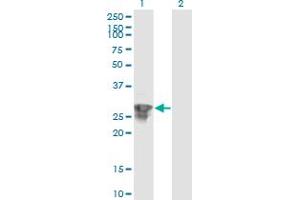 RSG1 antibody  (AA 1-258)