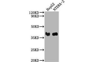 Western Blot Positive WB detected in: HepG2 whole cell lysate, NTERA-2 whole cell lysate All lanes: LCMT1 antibody at 1:2000 Secondary Goat polyclonal to rabbit IgG at 1/50000 dilution Predicted band size: 39, 42, 33 kDa Observed band size: 39 kDa (LCMT1 antibody  (AA 157-357))