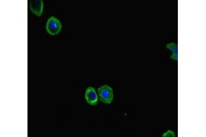 Immunofluorescent analysis of HepG2 cells using ABIN7152480 at dilution of 1:100 and Alexa Fluor 488-congugated AffiniPure Goat Anti-Rabbit IgG(H+L) (FBXL21 antibody  (AA 78-137))