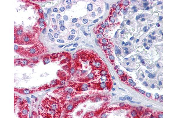 OCIAD2 antibody  (C-Term)