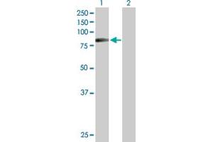 Western Blot analysis of HIPK4 expression in transfected 293T cell line by HIPK4 MaxPab polyclonal antibody. (HIPK4 antibody  (AA 1-616))