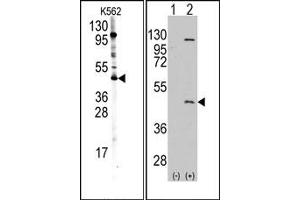 Image no. 1 for anti-Protein Arginine Methyltransferase 8 (PRMT8) (C-Term) antibody (ABIN356732) (PRMT8 antibody  (C-Term))