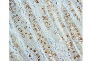 Image no. 1 for anti-Adenosylmethionine Decarboxylase 1 (AMD1) (C-Term) antibody (ABIN1492918) (AMD1 antibody  (C-Term))