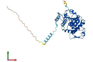 Protein Structure (PS) image for ST8 alpha-N-Acetyl-Neuraminide alpha-2,8-Sialyltransferase 1 (ST8SIA1) (AA 1-355) protein (His tag) (ABIN7557849)