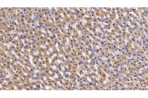 Detection of FGg in Porcine Liver Tissue using Polyclonal Antibody to Fibrinogen Gamma (FGg)
