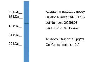 WB Suggested Anti-BSCL2  Antibody Titration: 0. (BSCL2 antibody  (C-Term))