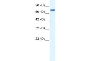WB Suggested Antibody Titration:  0. (NR4A1 antibody  (N-Term))