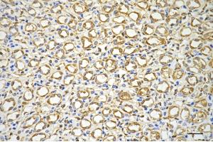 anti-Secreted phosphoprotein 1 (SPP1) antibody