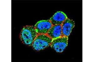 Confocal immunofluorescent analysis of LKB1 antibody with ZR-75-1 cells followed by Alexa Fluor 488-conjugated goat anti-rabbit lgG (green).