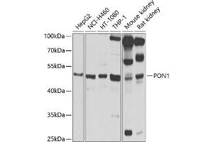 Western blot analysis of extracts of various cell lines, using PON1 antibody  at 1:1000 dilution. (PON1 antibody  (AA 9-109))