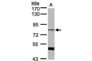 WB Image Sample (30μg whole cell lysate) A:HeLa S3, 7. (SFRS17A antibody  (C-Term))