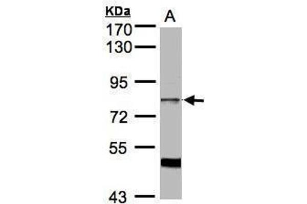 SFRS17A anticorps  (C-Term)