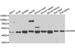 Western blot analysis of extracts of various cell lines, using DHODH antibody. (DHODH antibody)