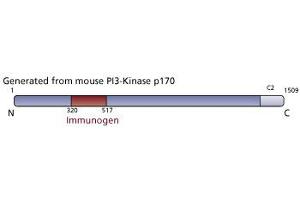 Image no. 3 for anti-PI3-Kinase p170 antibody (ABIN968340) (PI3-Kinase p170 antibody)