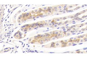 Detection of BGN in Mouse Stomach Tissue using Polyclonal Antibody to Biglycan (BGN) (Biglycan antibody  (AA 53-166))
