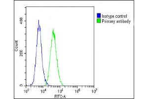 Flow Cytometry (FACS) image for anti-Vinculin (VCL) (AA 634-668) antibody (ABIN6242693)