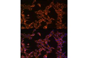 Immunofluorescence analysis of PC-12 cells using UB Rabbit mAb (ABIN7271128) at dilution of 1:50 (40x lens). (UBA52 antibody)